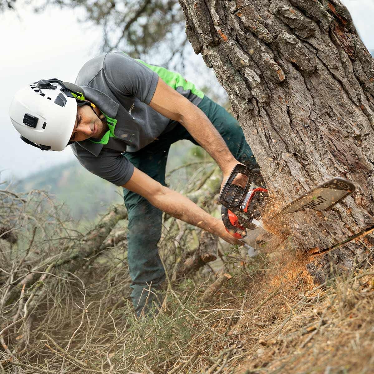 Opérateur casqué penché sur une entaille d'abattage au pied d'un pin, sciure projetée au ras du sol